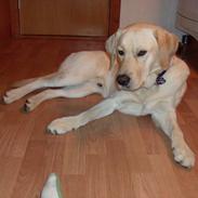 Blanding af racer samson