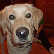 Blanding af racer samson