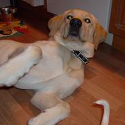 Blanding af racer samson