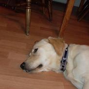 Blanding af racer samson