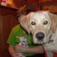 Blanding af racer samson