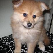 Blanding af racer Trunte