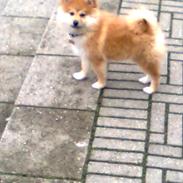 Blanding af racer Trunte