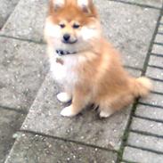 Blanding af racer Trunte