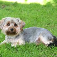 Yorkshire terrier rosa