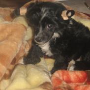 Chinese crested powder puff Maicy