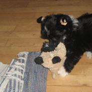 Chinese crested powder puff Maicy