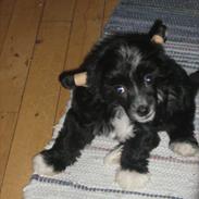 Chinese crested powder puff Maicy