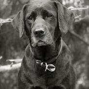 Labrador retriever Freja