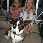 Welsh corgi cardigan Berta <3
