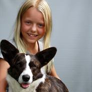 Welsh corgi cardigan Berta <3