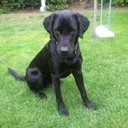 Labrador retriever Rollo<3 (formel 1)