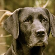 Labrador retriever Freja