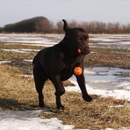Labrador retriever Noguat