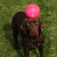 Labrador retriever Noguat