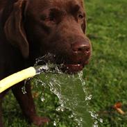 Labrador retriever Noguat