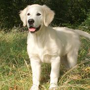 Golden retriever Höhrmann's Bring It On