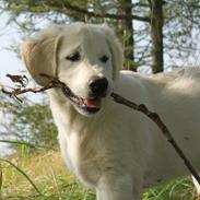 Golden retriever Höhrmann's Bring It On