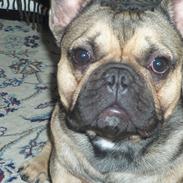 Fransk bulldog Carlo