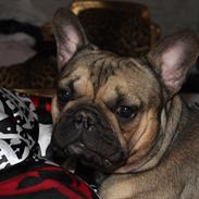 Fransk bulldog Carlo
