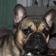 Fransk bulldog Carlo