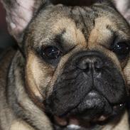 Fransk bulldog Carlo