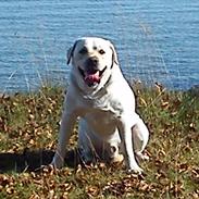 Labrador retriever Rolex
