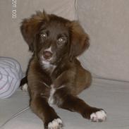 Blanding af racer cookie