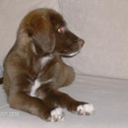 Blanding af racer cookie