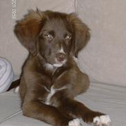 Blanding af racer cookie