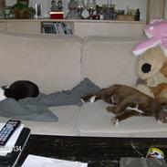 Blanding af racer cookie