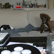 Blanding af racer cookie