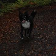 Blanding af racer Bambam