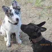 Border collie Alasdair aka Diesel From The Stone Of Scone