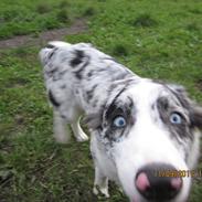 Border collie Alasdair aka Diesel From The Stone Of Scone
