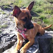 Blanding af racer Lilo