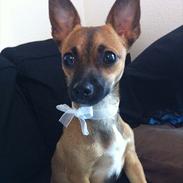 Blanding af racer Lilo