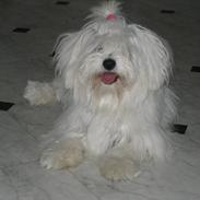 Coton de tulear Fie