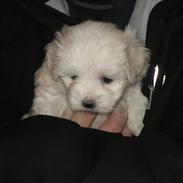 Coton de tulear Fie
