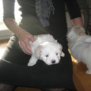 Coton de tulear Fie