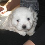 Coton de tulear Fie
