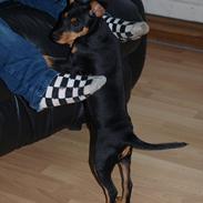 Dvaergpinscher Vaks 