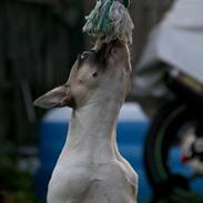 Blanding af racer Cato