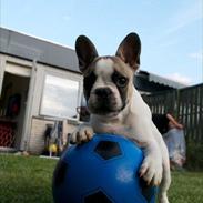 Blanding af racer Cato