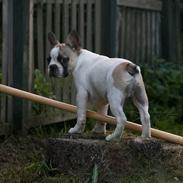 Blanding af racer Cato