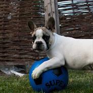 Blanding af racer Cato