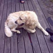 Golden retriever Anton