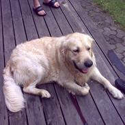 Golden retriever Anton