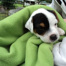 Jack russell terrier Tjalfe.