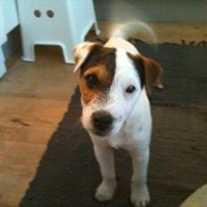 Jack russell terrier Tjalfe.